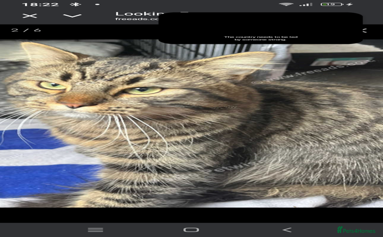 British Longhair cats - Advert 1