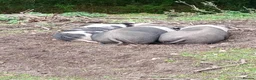 Pig livestock for sale: Saddleback pigs - Advert 5