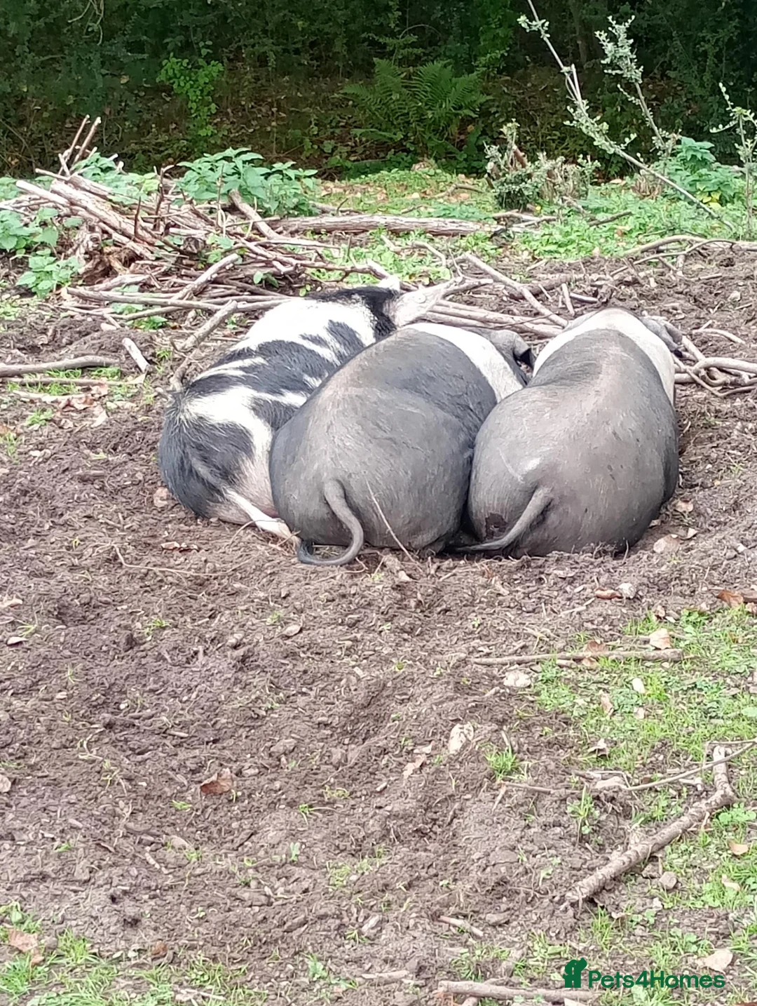 Pig livestock for sale: Saddleback pigs - Advert 5