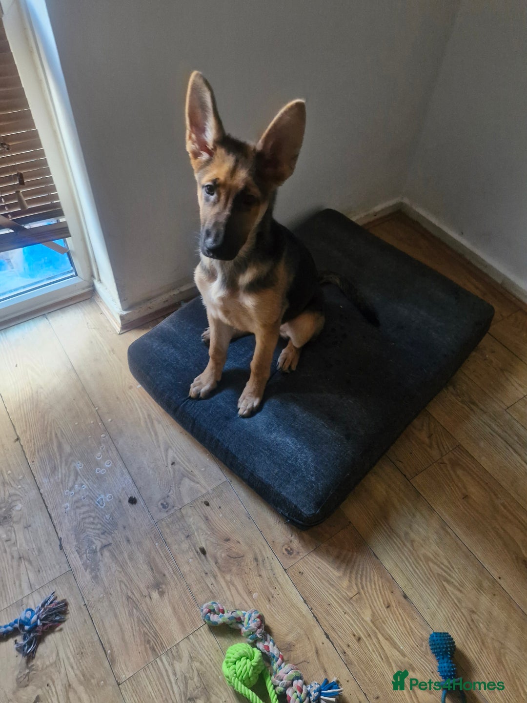 German Shepherd dogs for sale: German shepherd  - Advert 4