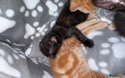 Mixed Breed cats for sale: 2 girl kittens  - Image 2