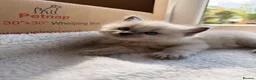 Ragdoll cats for sale: Gorgeous Blue Point Ragdoll Kittens Available  - Advert 25