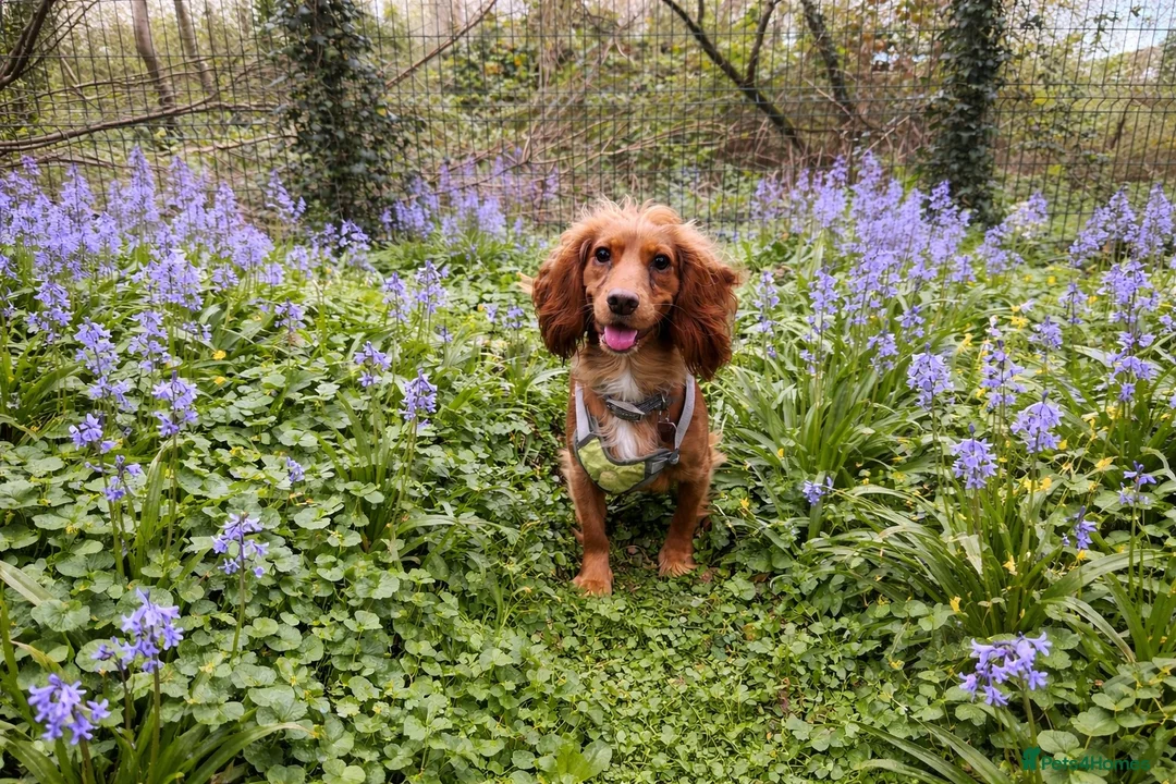 Cocker Spaniel dogs for sale: Beautiful Cocker Spaniel - Advert 1