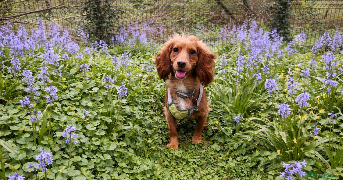 Co Spaniel Beautiful Cocker Spaniel for sale in Cwmbran | Pets4Homes