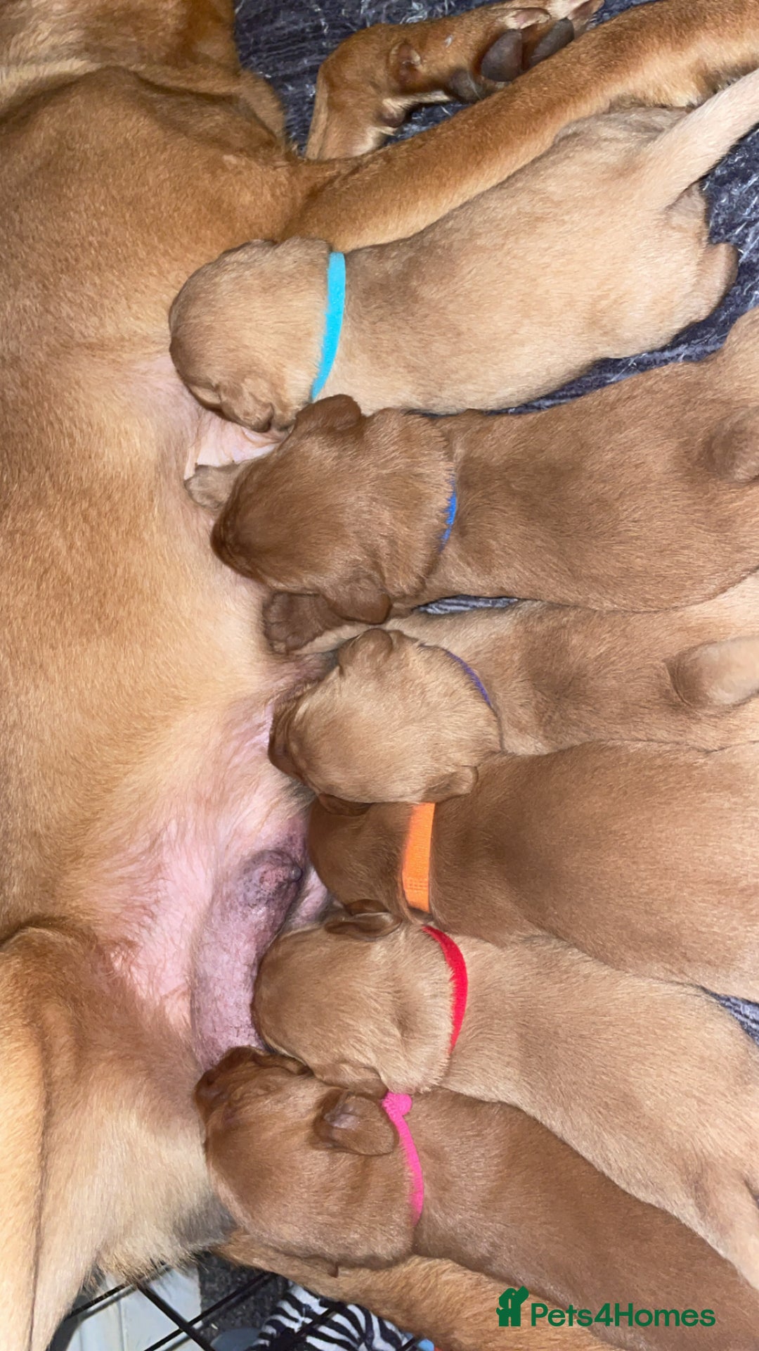 Labradoodle dogs for sale: F1b labradoodle puppies - Advert 13