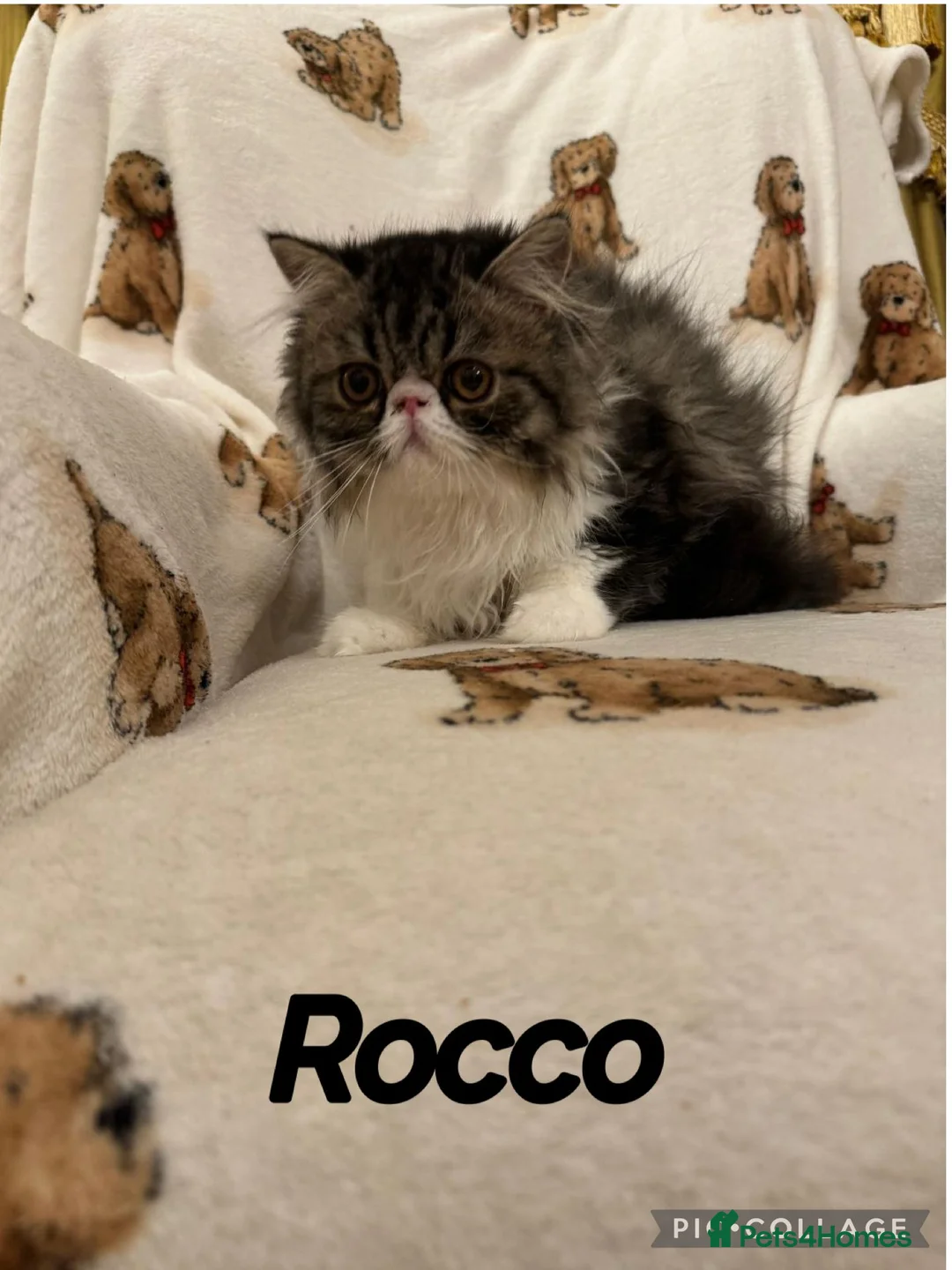 Persian cats for sale: PERSIAN KITTENS FOR SALE  - Advert 7