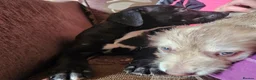 Mixed Breed dogs for sale: Bedlington whippet greyhound  - Advert 5