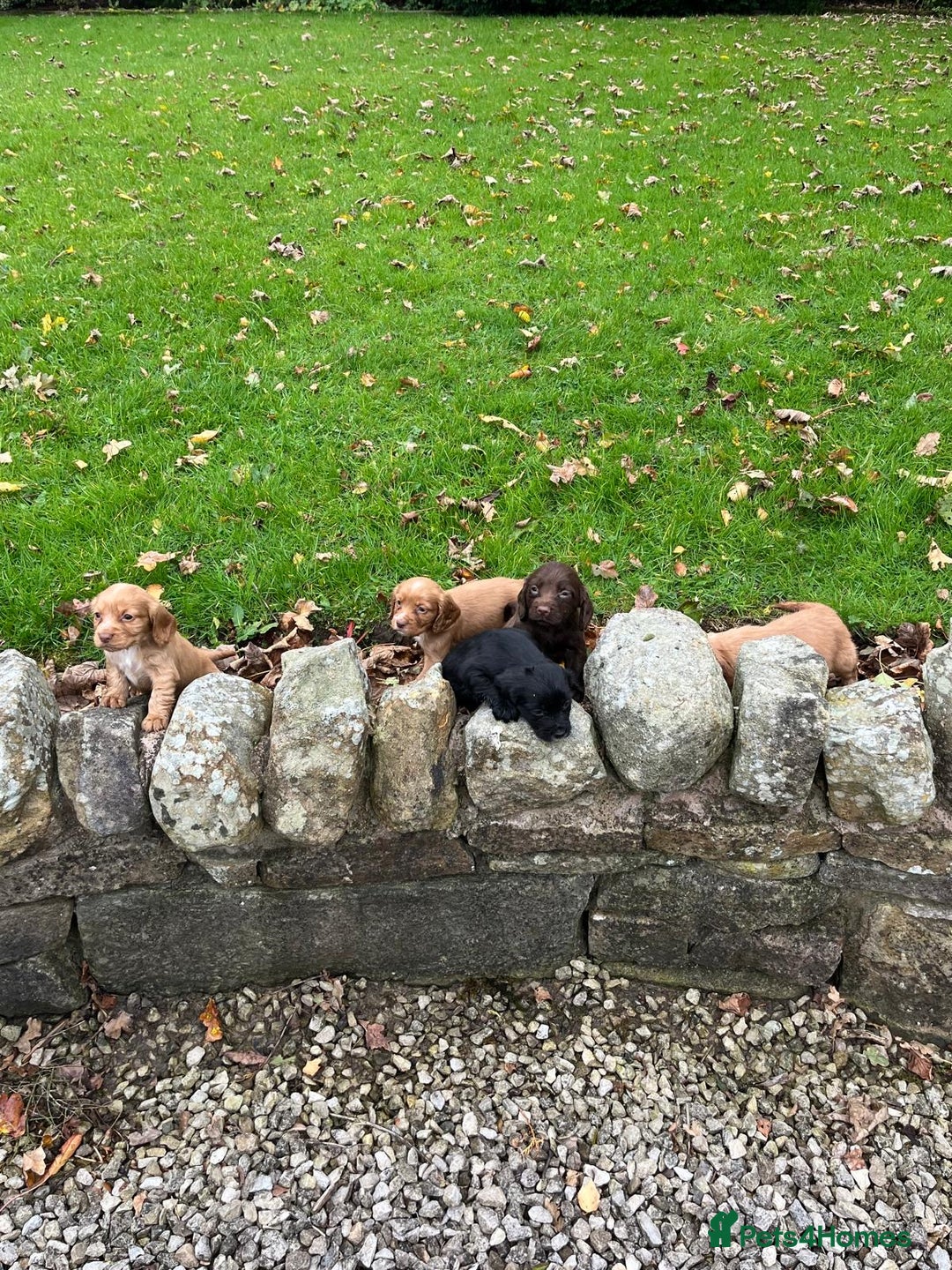 Cocker Spaniel dogs for sale: Cocker spaniel puppies  - Image 8