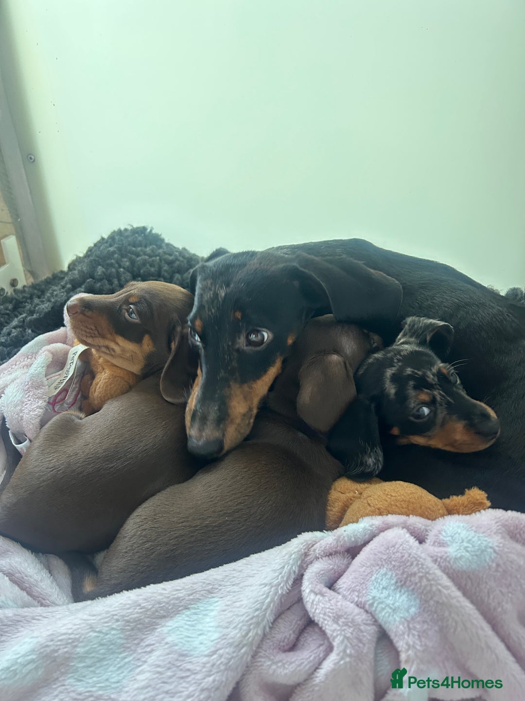 Miniature Dachshund dogs for sale: Chocolate and Tan KC Boy mini dachshund  - Advert 7