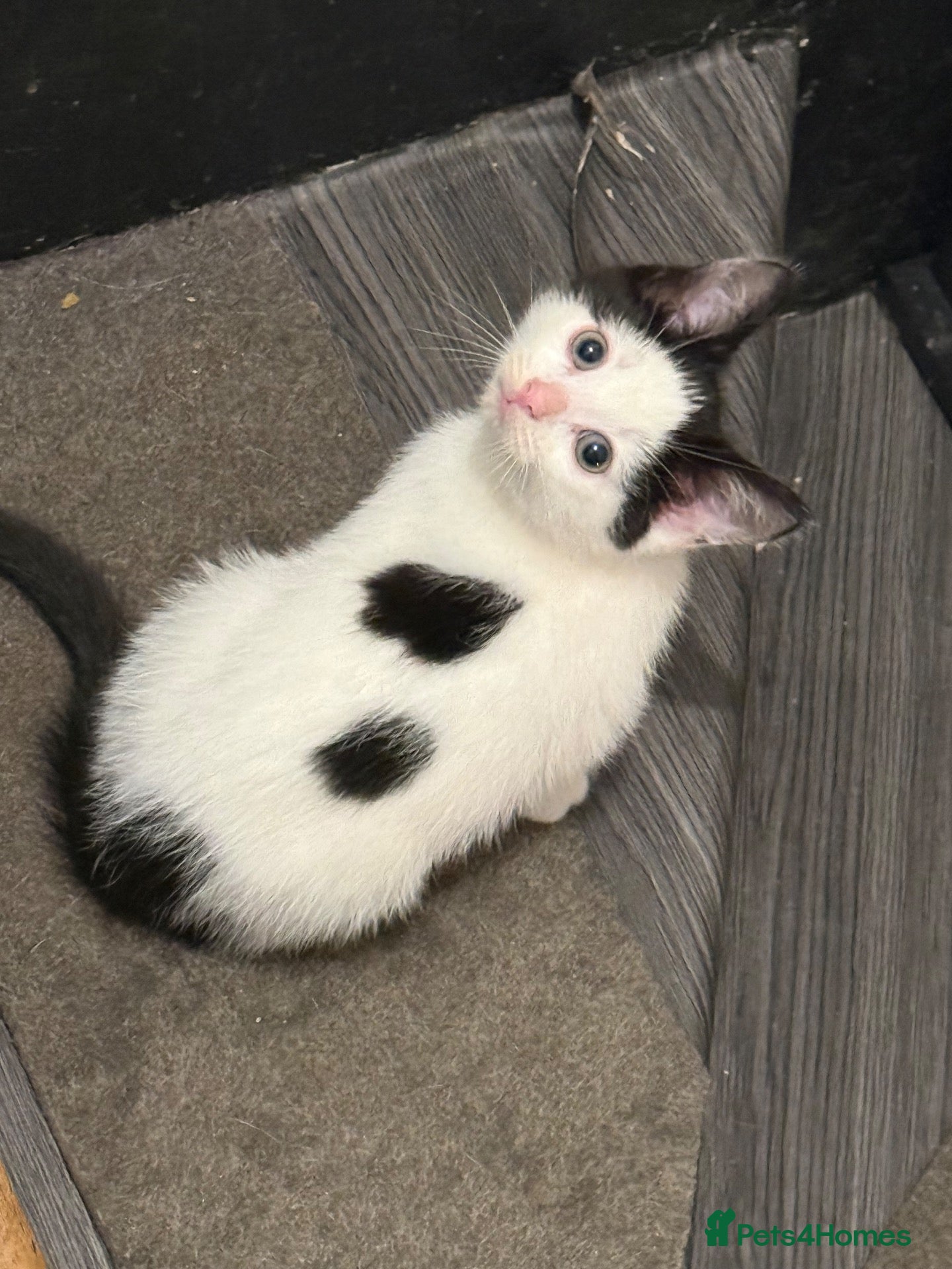 Mixed Breed cats Mix breed kittens - Advert 6