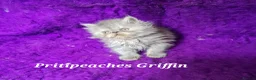 Persian cats for sale: Gccf Registered Persian Kittens  - Advert 18