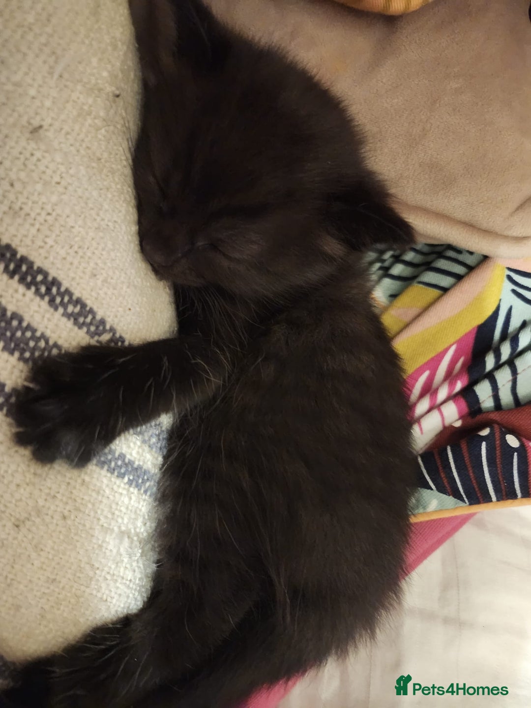 Mixed Breed cats for sale: 9 week old kittens both boys. Black & white/black - Advert 12