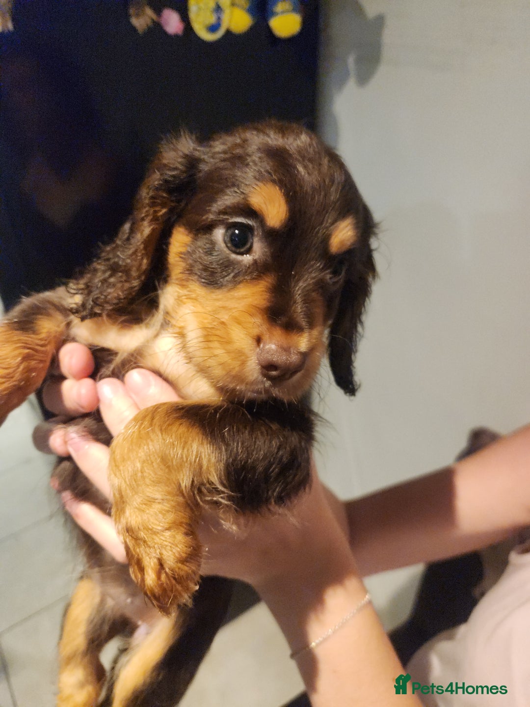 Cocker Spaniel dogs for sale: 3 kc reg working cocker spaniels avaliable  - Image 22