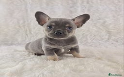 Chihuahua dogs for sale: Chihuahua X French Bulldog Puppies  - Image 7