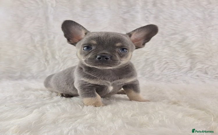 Chihuahua dogs - Advert 11