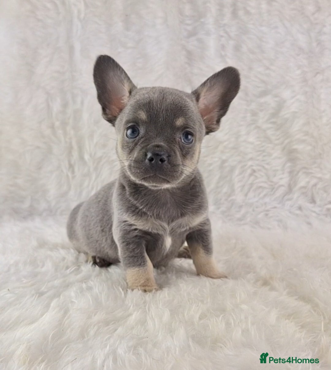 Chihuahua dogs for sale: Chihuahua X French Bulldog Puppies  - Image 7