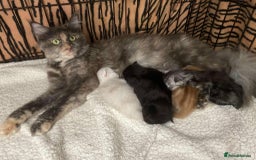 Maine Coon cats for sale: TICA Registered Black Smoke Male / Silver Male  - Image 8