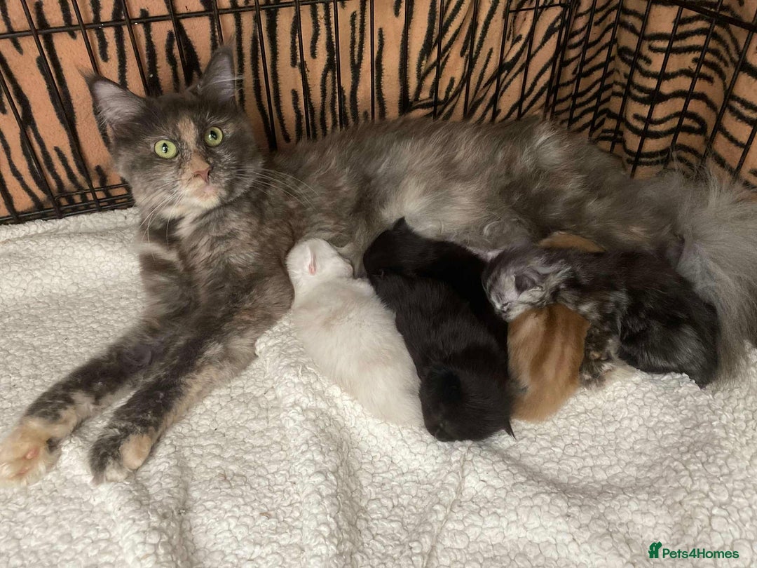 Maine Coon cats for sale: TICA Registered Black Smoke Male / Silver Male  - Image 8