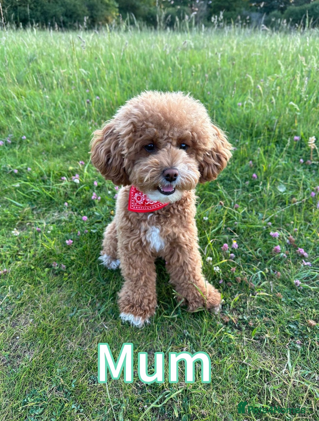 Toy Poodle dogs for sale: Adorable Playful Toy Poodles - 3 Boys Left - Image 15