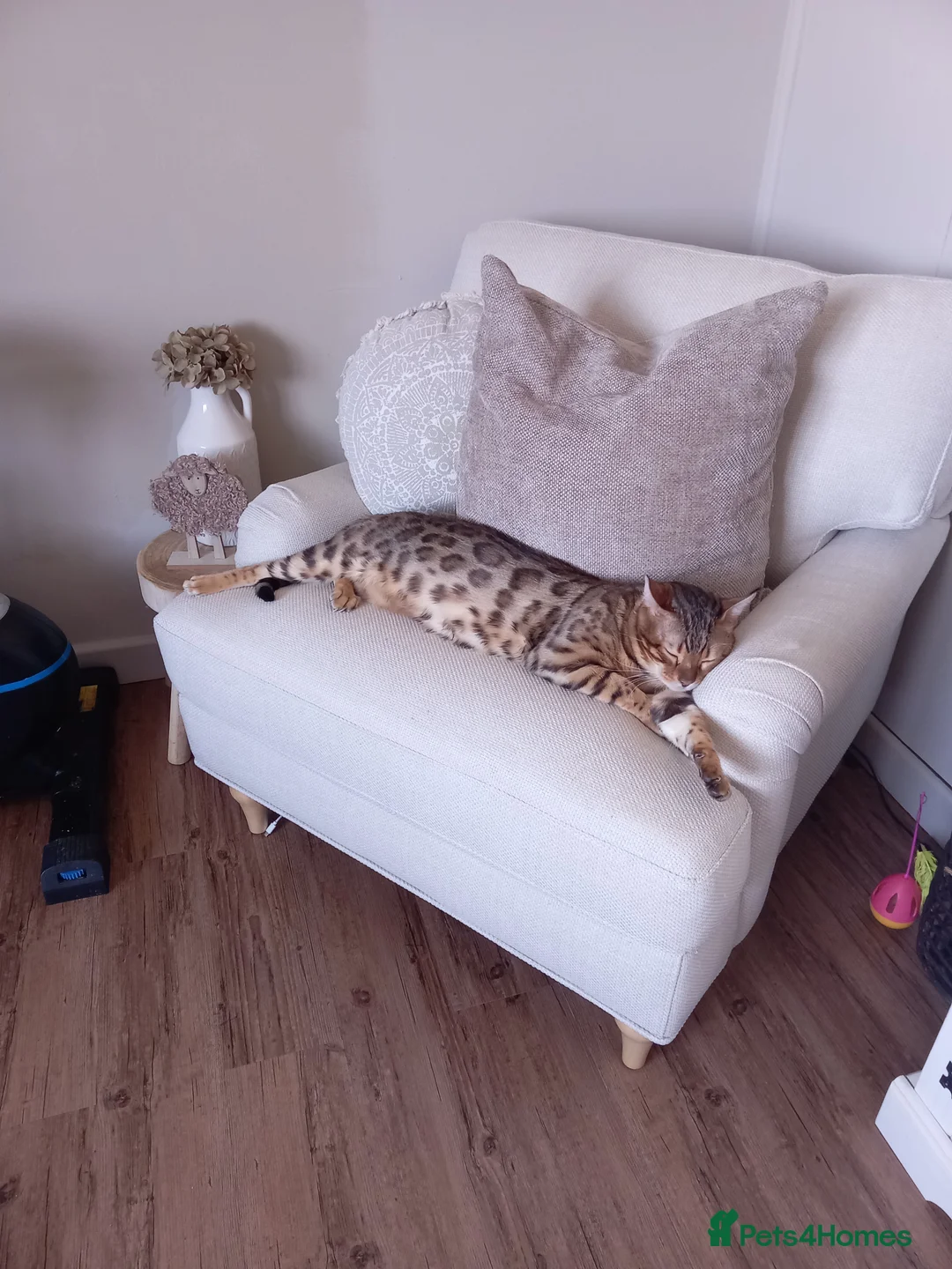 Bengal cats for stud: PROVEN ♡ Handsome BENGAL STUD > Carries SNOW + SLV in Birmingham - Advert 3