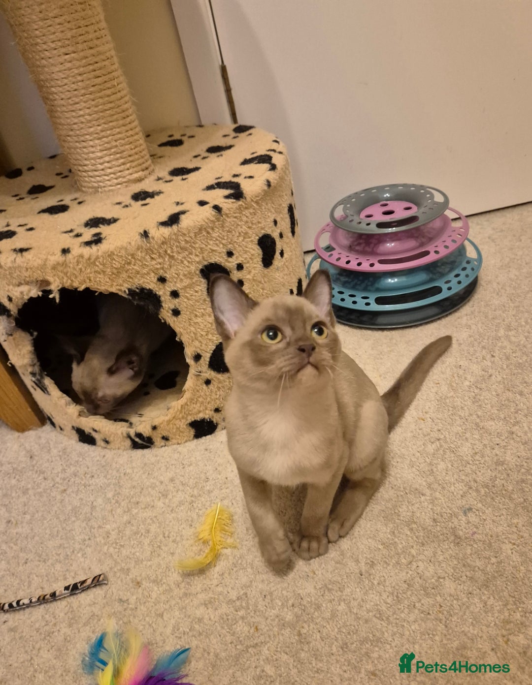 Burmese cats for sale: Pedigree Burmese Kittens - Advert 16