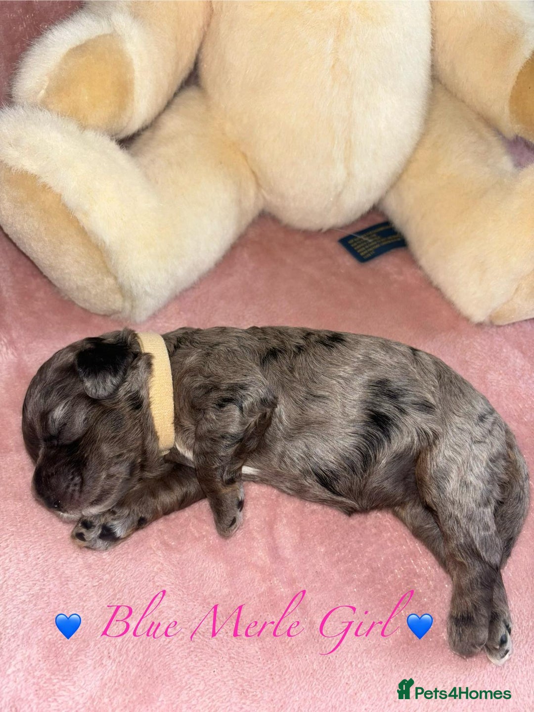 Cavapoo dogs for sale: BEAUTIFUL CAVAPOO PUPPIES HEALTH TESTED PARENTS  - Image 40