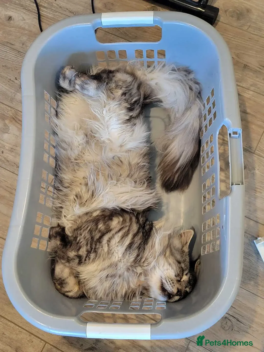 Maine Coon cats for sale: litter maine coons - Advert 2