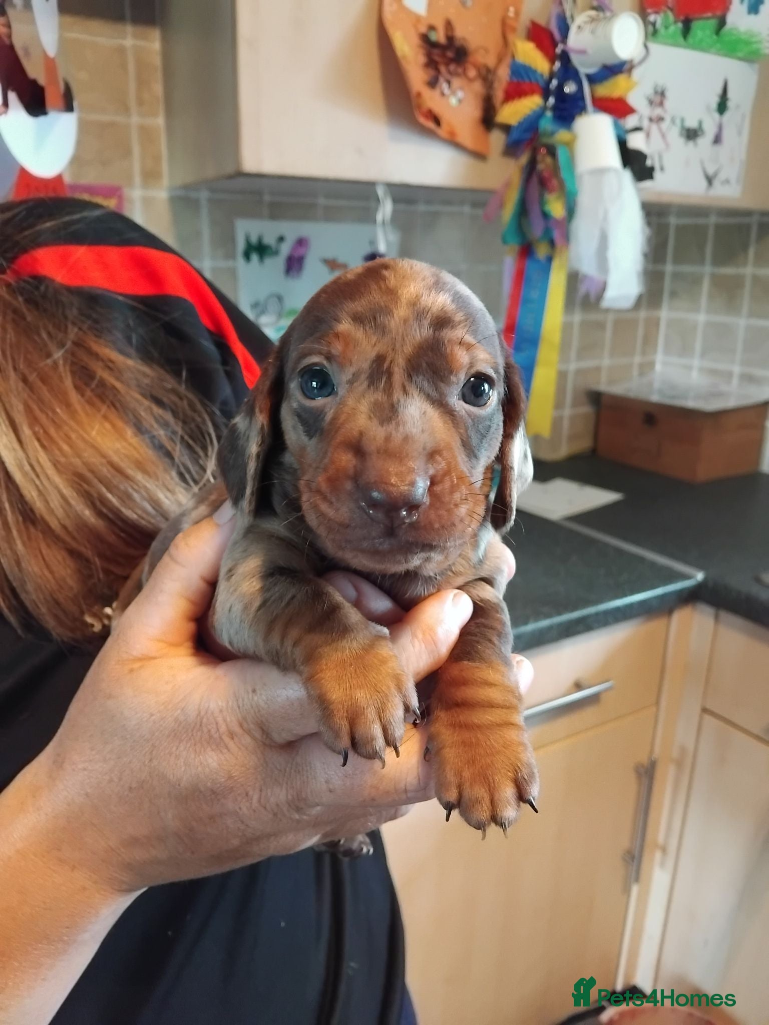 Miniature Dachshund dogs Miniature dashchund puppies  - Advert 1