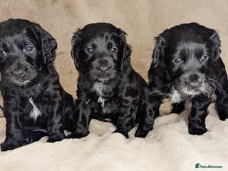 Cockapoo dogs •F1B Cockapoos - Black + White Stripe• - Advert 6
