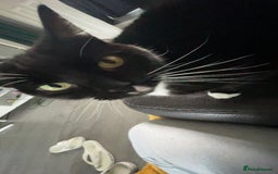 British Shorthair cats for sale: 2 adult cats free to good home - Image 3