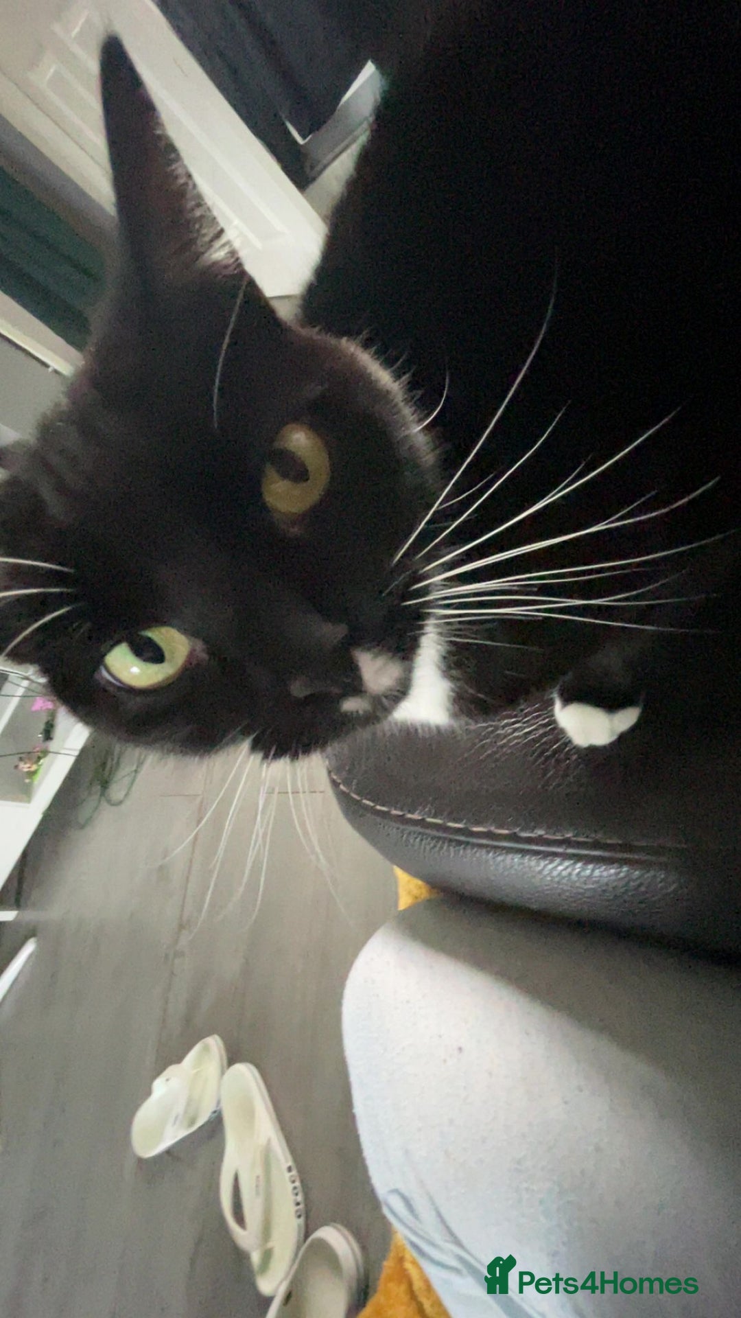 British Shorthair cats for sale: 2 adult cats free to good home - Image 3