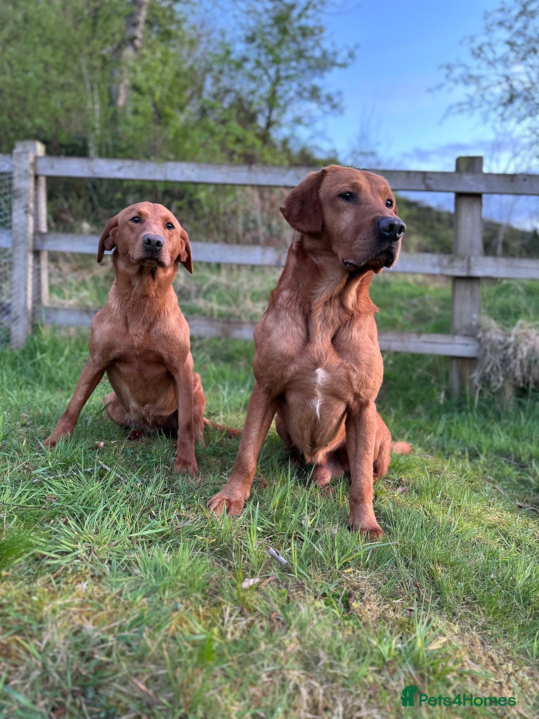 Labrador Retriever dogs for sale: Handsome KC Labrador boy 💙 - Image 6