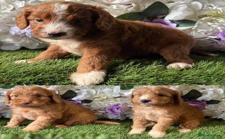 Cockapoo dogs - Advert 4