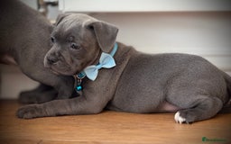 Staffordshire Bull Terrier dogs for sale: Ready for Their Forever Homes Now - Image 13