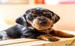 Dachshund dogs for stud: Kc registered standard smooth stud  in Newton Abbot - Image 23