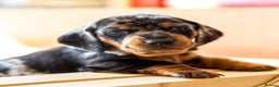 Dachshund dogs for stud: Kc registered standard smooth  in Newton Abbot - Advert 23