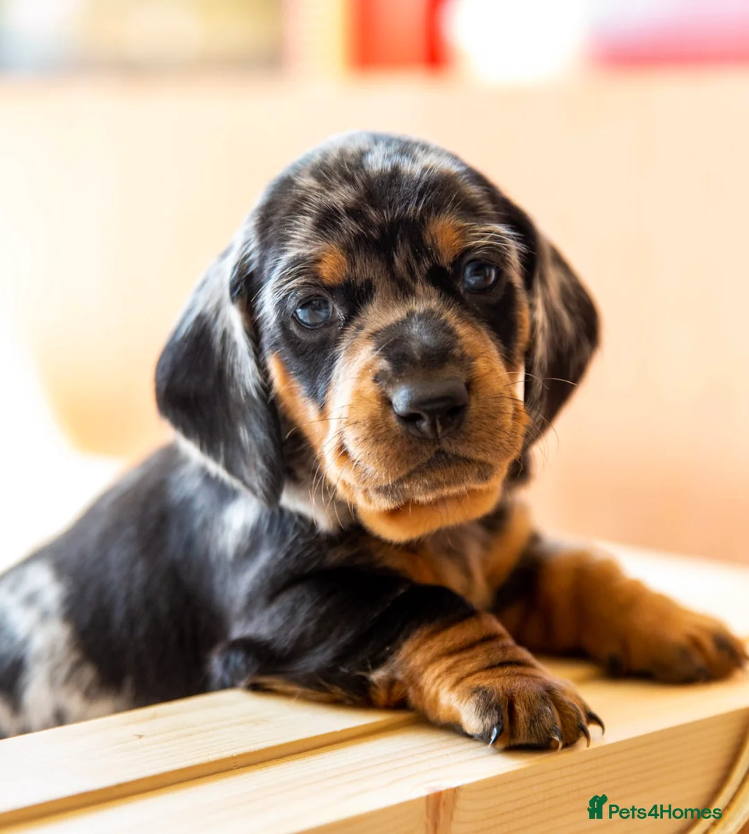 Dachshund dogs for stud: Kc registered standard smooth  in Newton Abbot - Advert 23