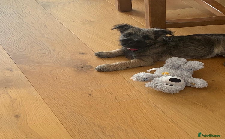 Mixed Breed dogs - Advert 1
