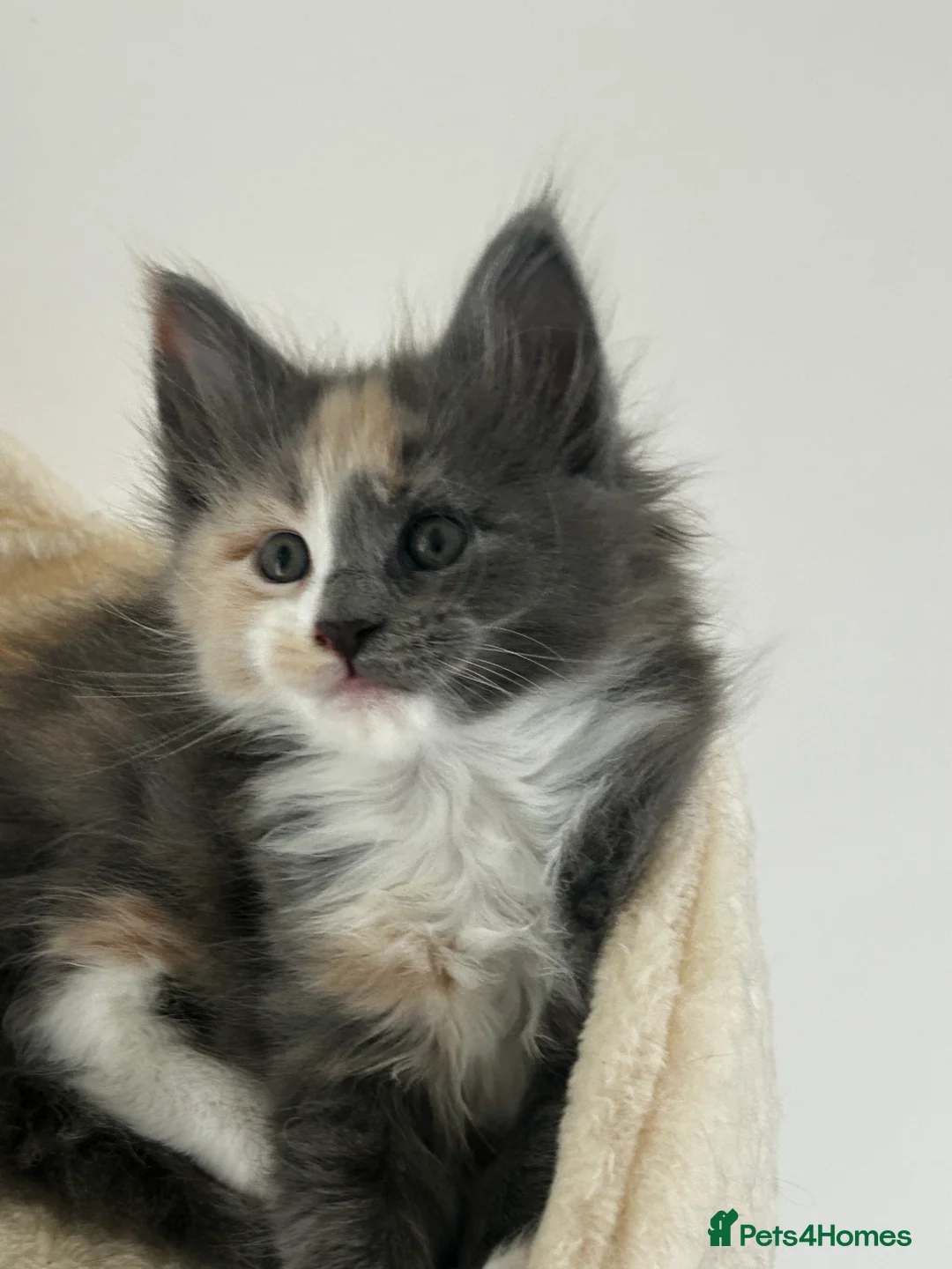 Maine Coon cats for sale: Find Your Purrfect Match! - Advert 15