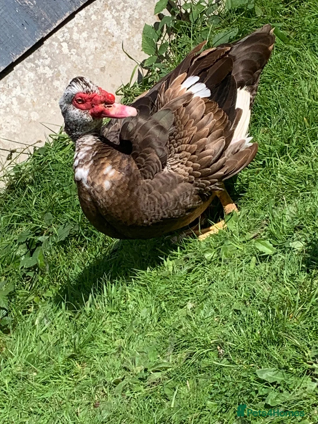 Ducks poultry for sale: Muscovy drake - Advert 2