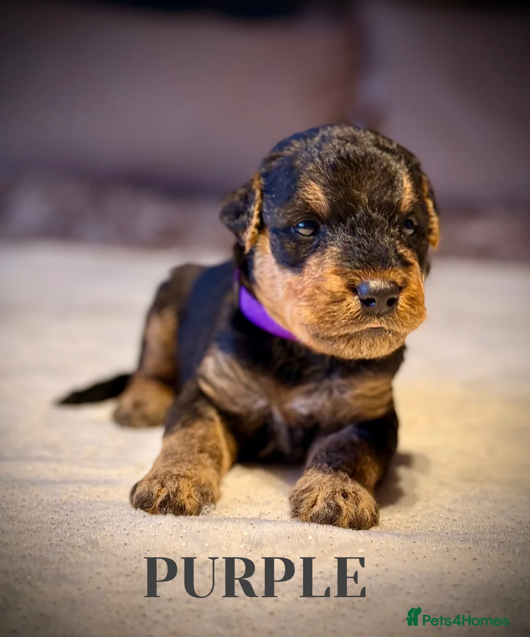 Airedale Terrier dogs for sale: ADORABLE AIREDALE PUPS FROM 5 ⭐️ LICENSED BREEDERS - Advert 11