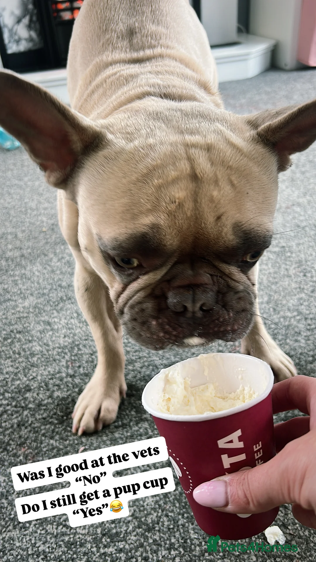 French Bulldog dogs for sale: Rehoming our Gorgeous boy  - Advert 2