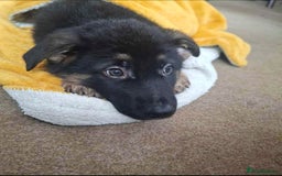 German Shepherd dogs for sale: BEAUTIFUL GERMAN SHEPHERD PUPS READY NOW - Image 20