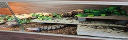 Skink reptiles for sale: Blue Tongued Skink-Male enclosure and cabnet setup - Advert 2
