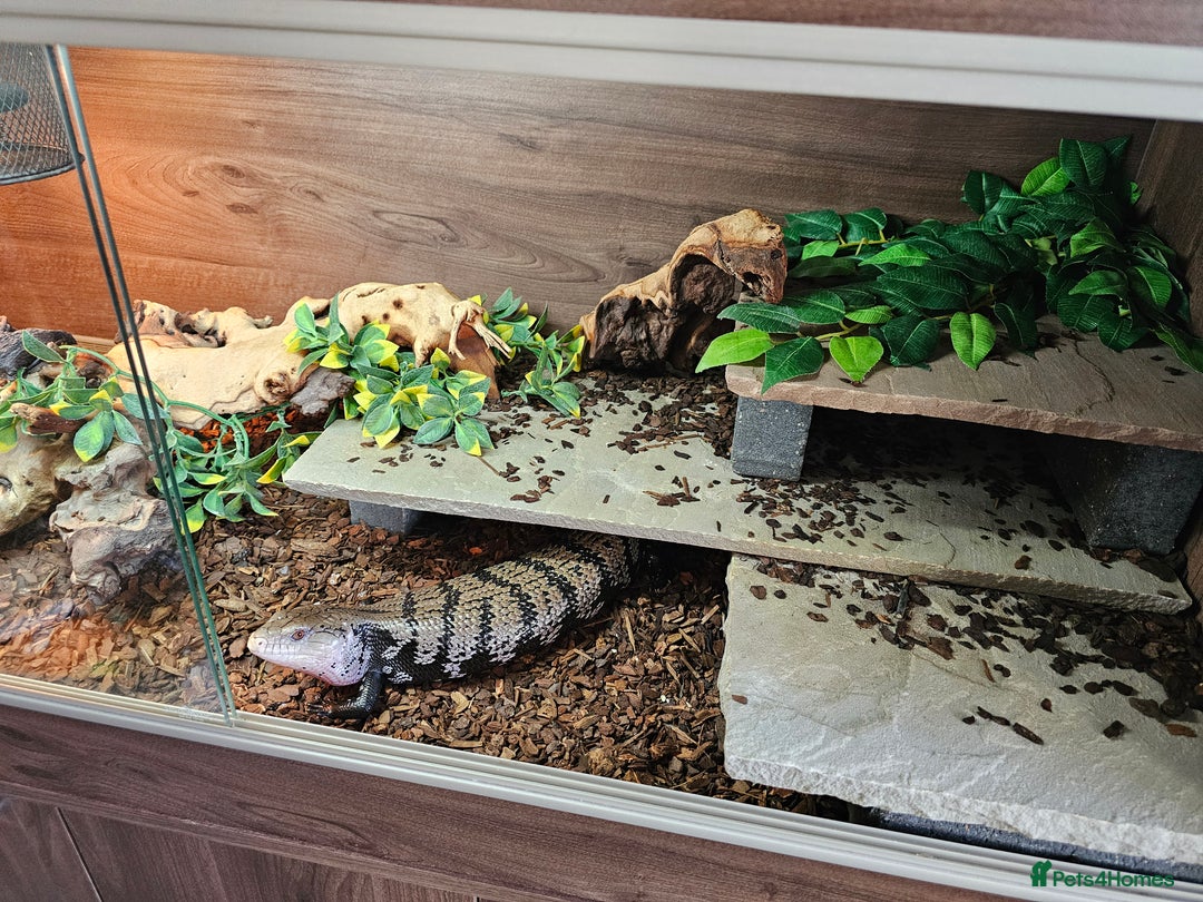 Skink reptiles for sale: Blue Tongued Skink-Male enclosure and cabnet setup - Advert 2