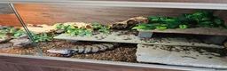 Skink reptiles for sale: Blue Tongued Skink-Male enclosure and cabnet setup - Advert 2