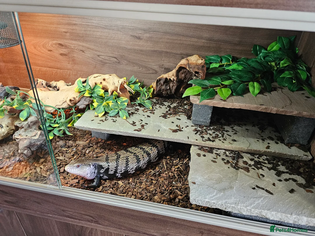 Skink reptiles for sale: Blue Tongued Skink-Male enclosure and cabnet setup - Advert 2
