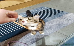 Siberian cats for sale: Siberian cross tabby kitten  - Image 4