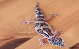 Leopard Gecko reptiles for sale: Baby Leopard Gecko - Mack Snow Morph - Image 6