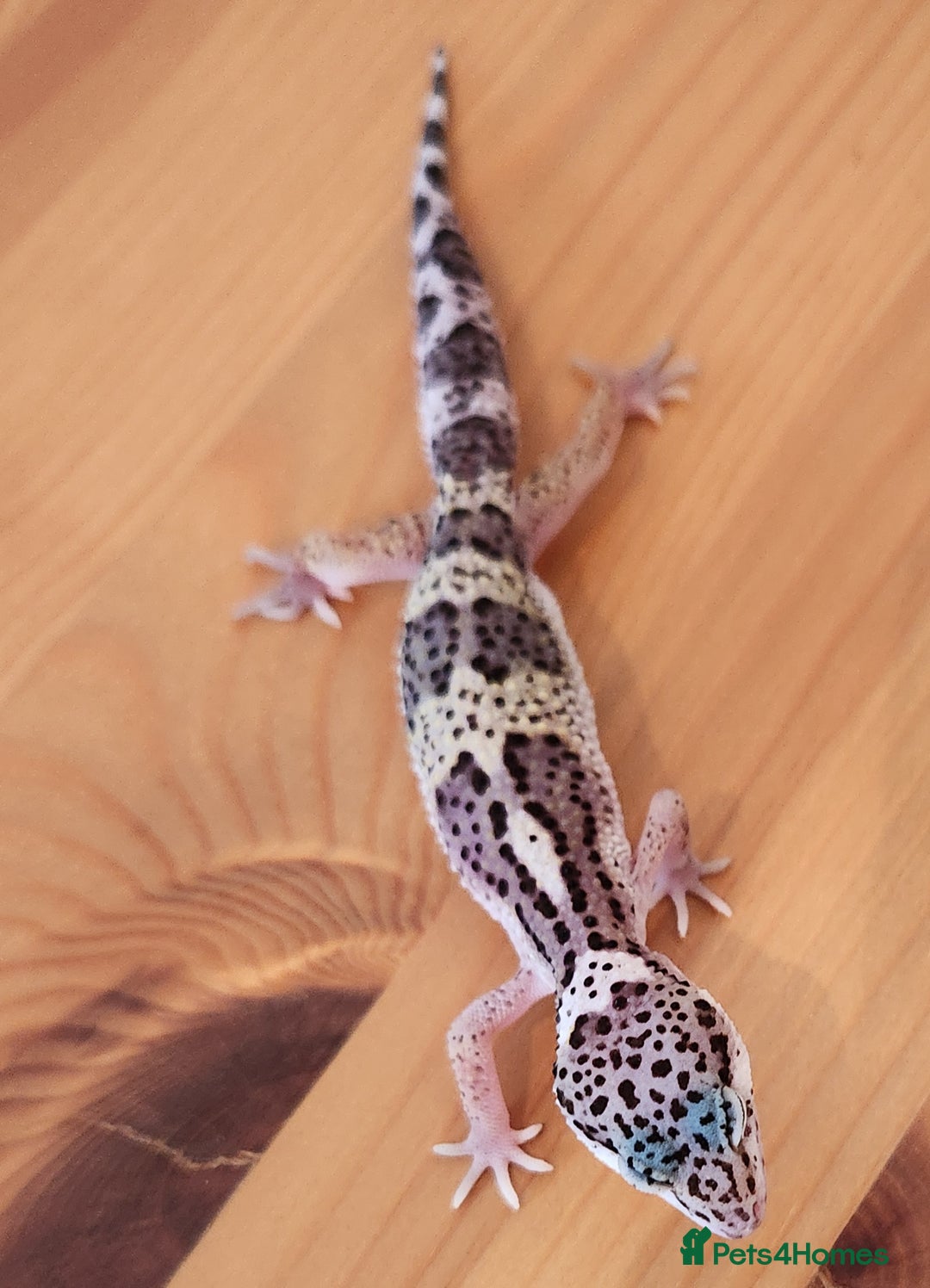 Leopard Gecko reptiles for sale: Baby Leopard Gecko - Mack Snow Morph - Image 6